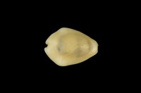 藏品(黃寶螺)的圖片